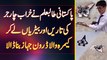 Pakistani Student Ki Charger Ki Cable Or Batteries Le Kar Camera Wala Drone Bana Dala