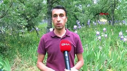 Les premières fleurs de l'année de Siirt Sage se sont ouvertes