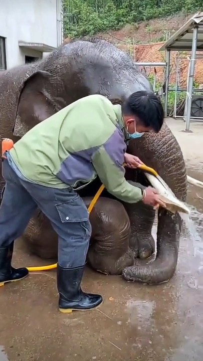 Refreshing Bond Witness the Heartwarming Connection as a Guy Gives a Shower to an Elephant