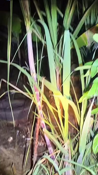 Paranormal activity ghost on camera part 132