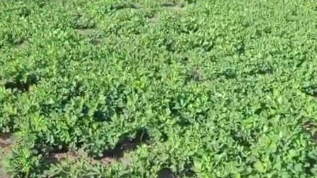 लखीमपुर खीरी: किसानों के लिए बादाम साबित हो रही मूंगफली, कम लागत से तगड़ा मुनाफा