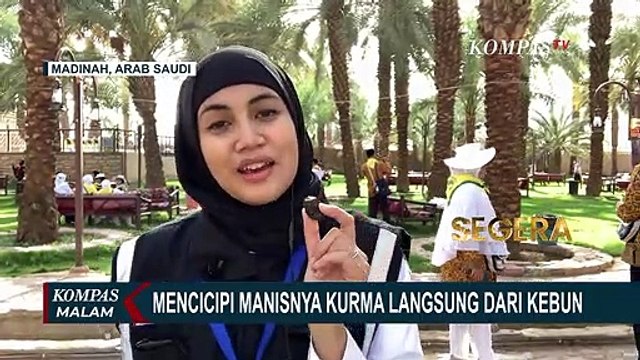 Berburu Kurma Jadi Aktivitas Favorit Jemaah Haji Indonesia di Madinah