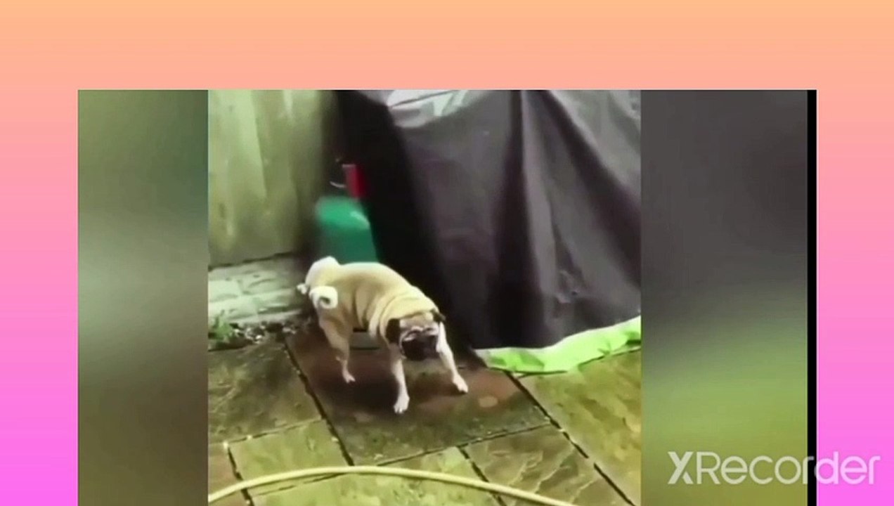 Cute animal crossing new limits of cuteness , cute animal ,car and dogs funnyest video