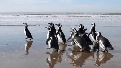 Douze manchots regagnent la mer après avoir été gravement blessés