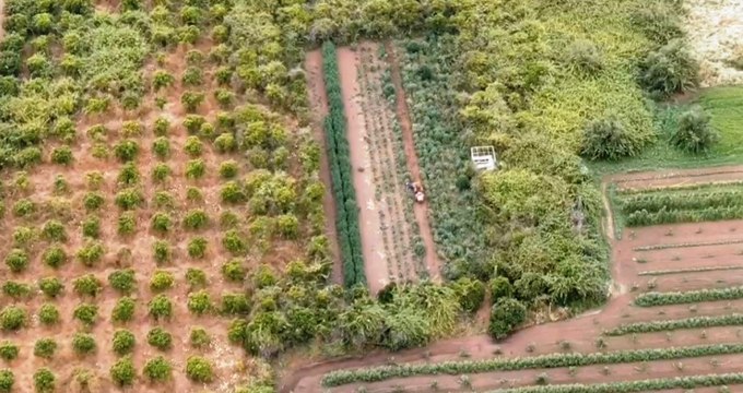 Coltivazione e spaccio di marijuana nella Piana di Gioia Tauro: 12 arresti (14.06.22)