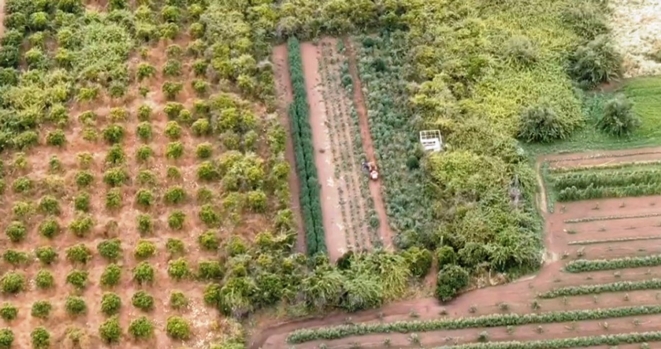 Coltivazione e spaccio di marijuana nella Piana di Gioia Tauro: 12 arresti (14.06.22)