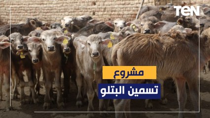 كل ما تريد معرفته عن مشروع تسمين البتلو