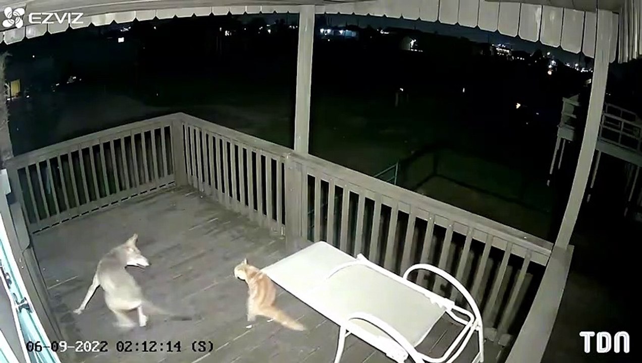 Un coyotte attaque violemment un chat !