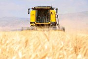 Mardin'de sulu tarım arazilerinde buğday rekoltesi çiftçinin yüzünü güldürüyor