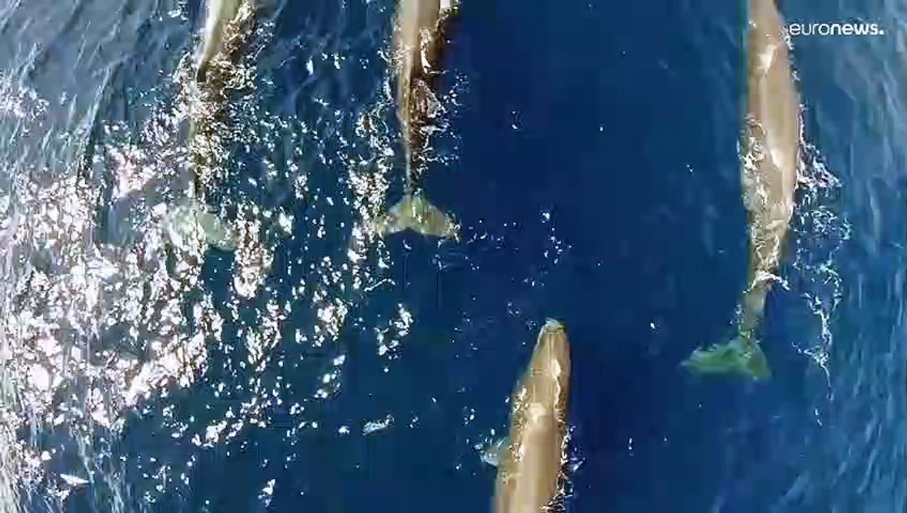 Schwarzes Meer: Sterben die Delfine wegen der Kriegsgeräusche unter Wasser?