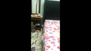 Kitten Climbing on Bed | Cute and Adorable Kittens Playing