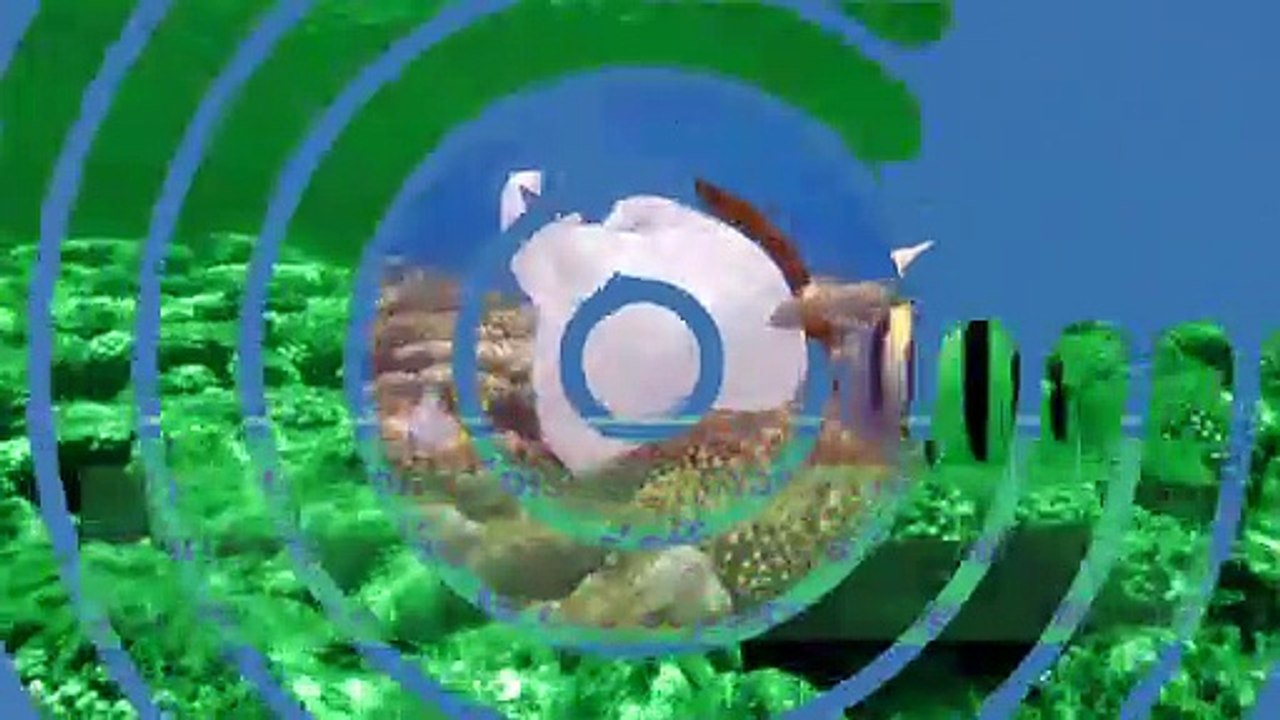 Nouvelle-Calédonie : la population d’oiseaux marins baisse de 2 à 4% par an