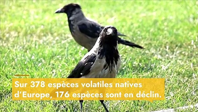 L’inquiétant déclin des oiseaux en Europe depuis 1980