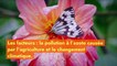 Royaume-Uni : la moitié des espèces de papillons, menacée d’extinction
