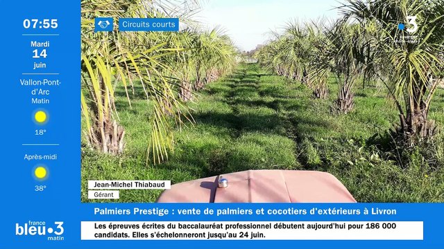 À Livron, Palmiers Prestige , des palmiers, oliviers et plantes exotiques acclimatés à notre région