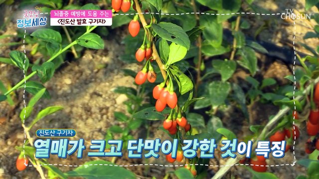 예방이 최고의 보약! 내 몸속 혈관 청소부 ▶구기자◀ TV CHOSUN 220614 방송