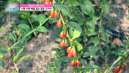 뱃살 타파 + 치매까지 예방해 주는 오늘의 효자템 TV CHOSUN 220614 방송