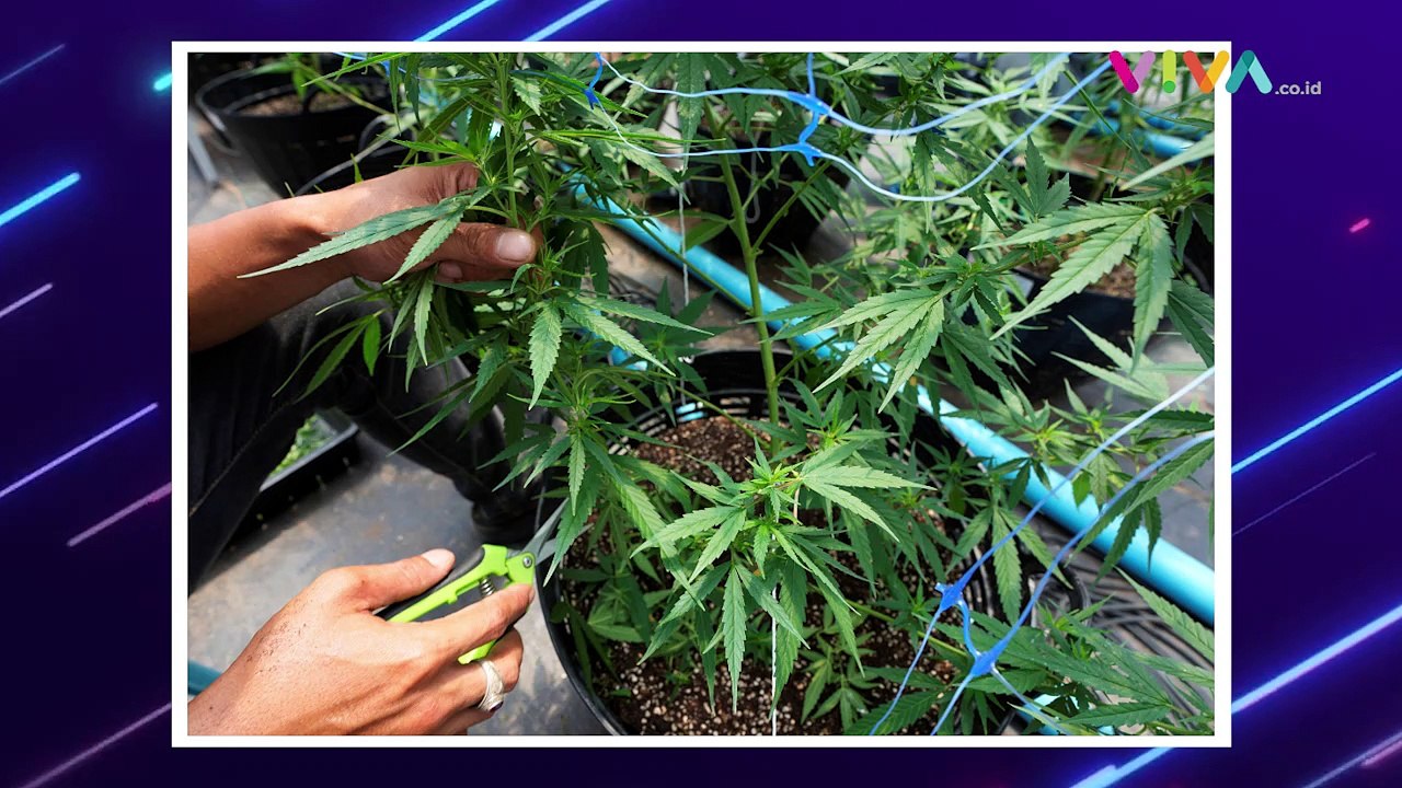 Ganja Jadi Pakan Ayam di Thailand, Untuk Apa?