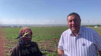 Niğdeli Tarım İşçisi Kadın: Şeker Üretiminde Emek Veren Benim, Bu Şekeri 25 Liraya Almak İstemiyorum