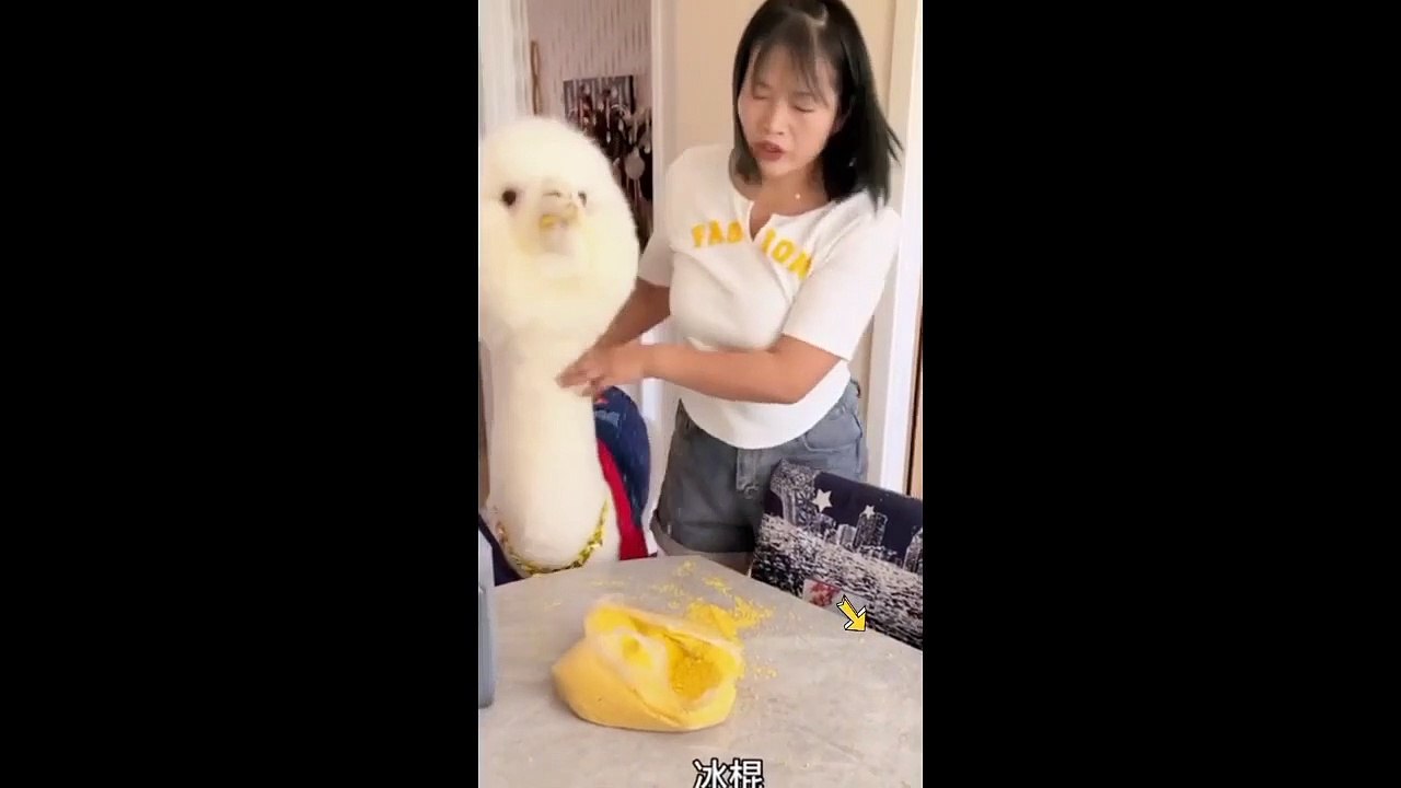 Funny and cute animal pt1