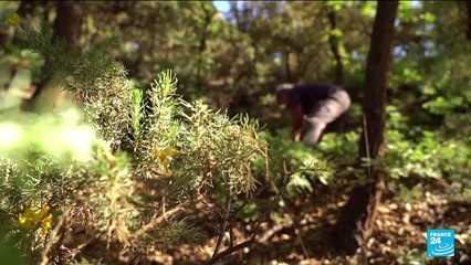 Spain heatwave: An ancient water system brought back to life