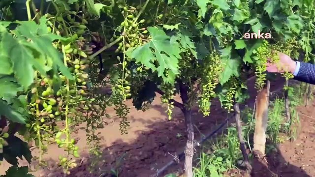 Üzüm bağları don nedeniyle zarar gören çiftçi isyan etti: Diğer bağlarımı nasıl sigorta yaptıracağım