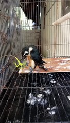 Alap alap capung lagi makan