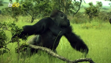 Americans Need More Education About Animals in Trouble