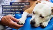 National vet charity raises awareness for pets living with diabetes