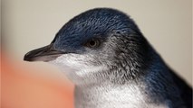 Little blue penguins: Hundreds of world’s smallest penguin at risk of extinction wash up dead