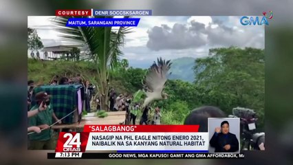 Nasagip na Phl Eagle nitong Enero 2021, naibalik na sa kanyang natural habitat | 24 Oras