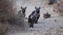 Namibia: Protección para las hienas