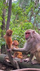 Little monkey is so cute 2