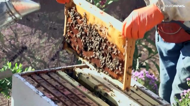 Eine schöne Arbeit, die Leben spendet : Wie die Arbeit mit Bienen die Seele heilt