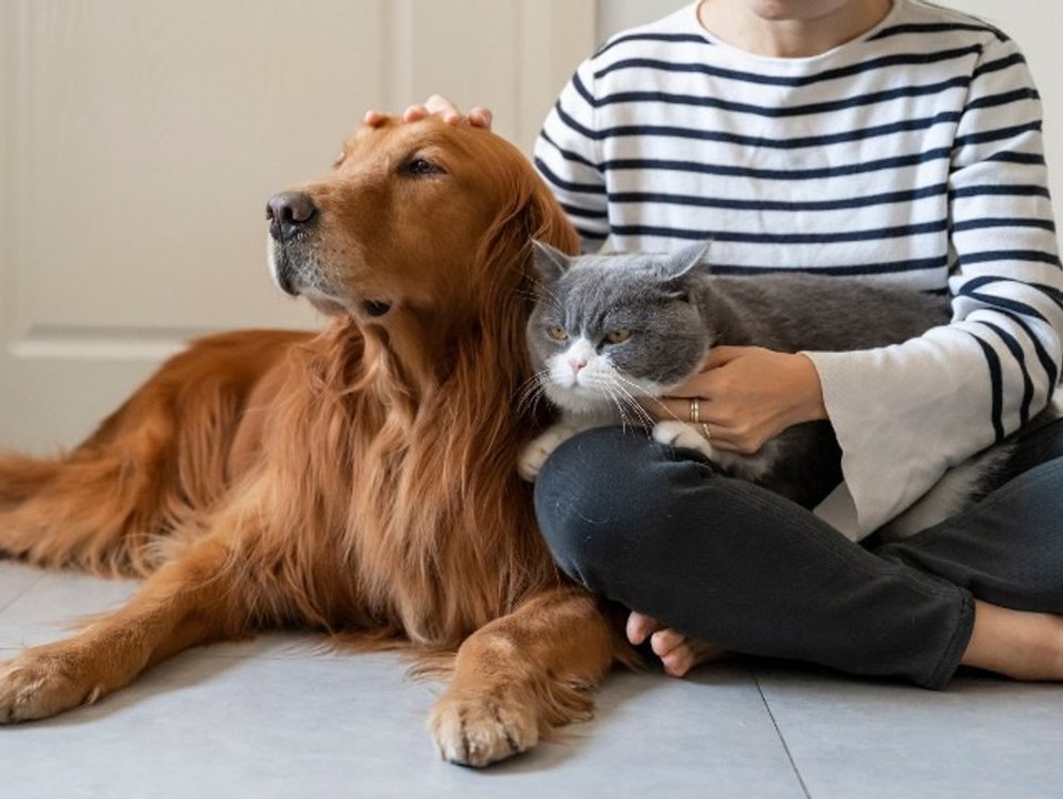 Tipps für Tierfreunde: So belastet dein Vierbeiner nicht die Umwelt