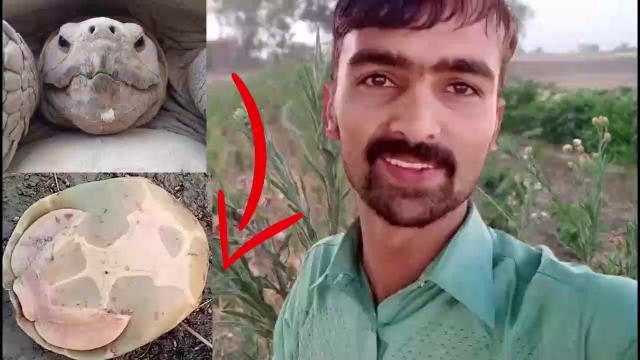 kachua dekha hai kabhi | Have you ever seen a tortoise?