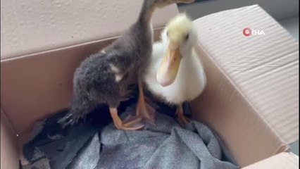 Malatya'da sağanak yağış hayvanları da vurdu