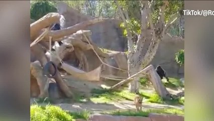 Officials: Dog safely removed from gorilla exhibit at California zoo