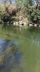 Akira the Dog Startles Himself by Touching Seaweed