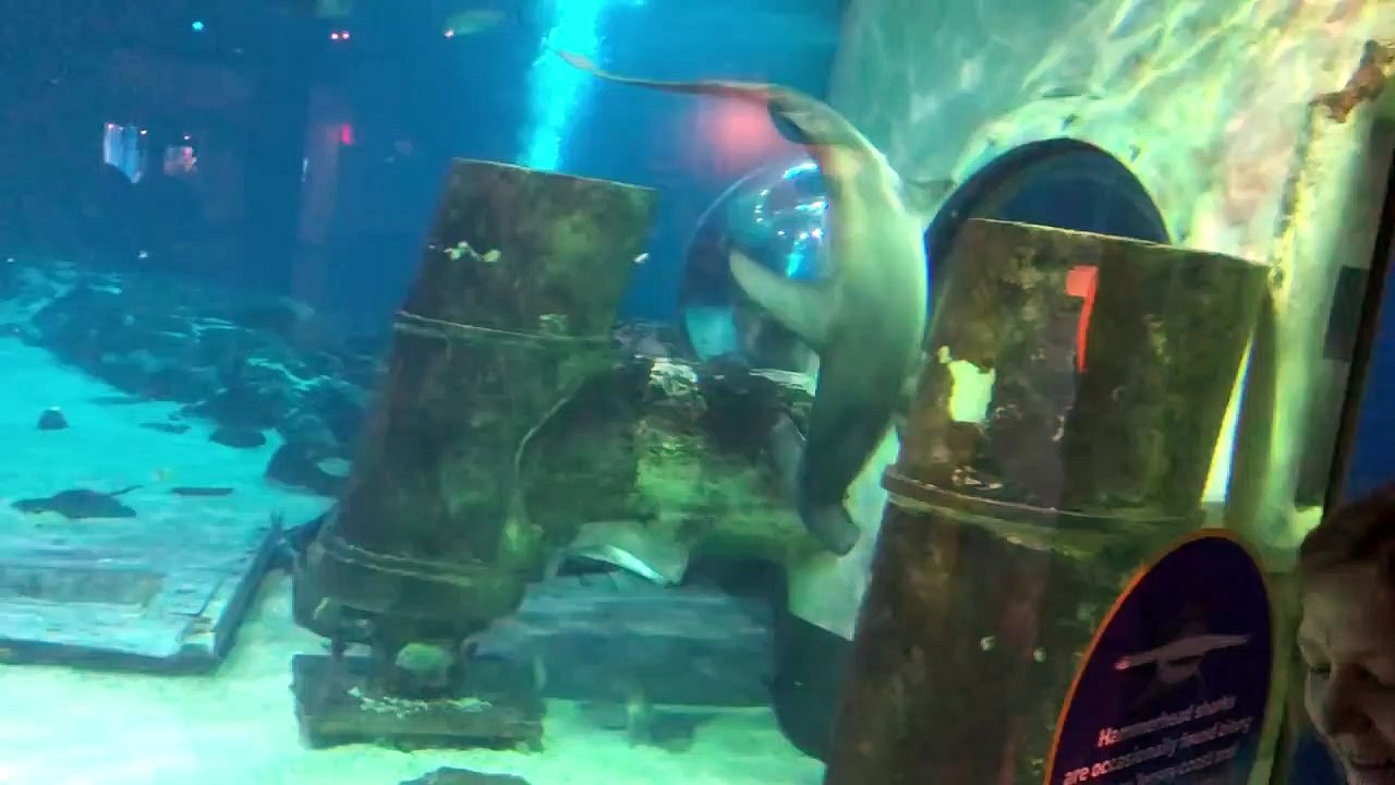 Un terrifiant requin-marteau dévore une raie dans un aquarium