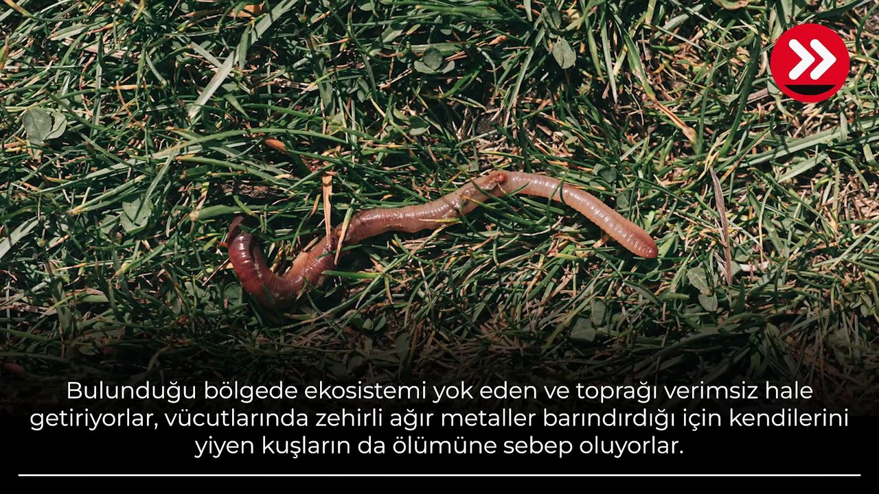 �Zıplayan solucanlar� dehşet saçıyor! Taş duvarları bile devirdiler