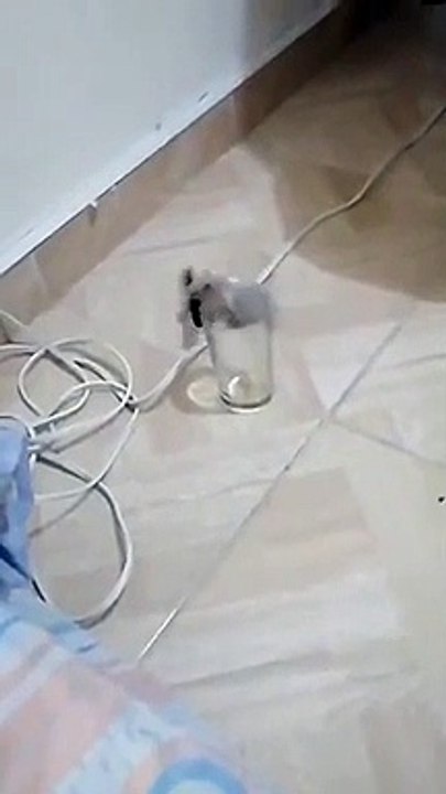 الفار واخد السلاح ورايح خناقه  | Mouse takes his knife to fight