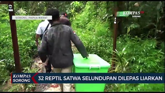 Reptil Satwa Selundupan Dilepas Liarkan Pada Taman Wisata Alam Sorong