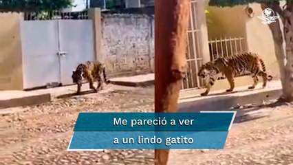 Captan a tigre de bengala caminando por calles de Tecuala, Nayarit