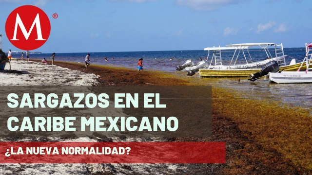 Sargazo acelera el deterioro de los ecosistemas marinos | Claves del Cambio Climático