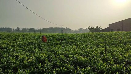 Tea Garden Scenery | Tea Plantation Scenery | BSW