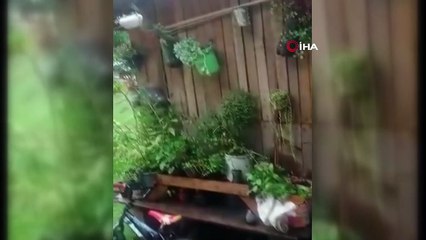 Meksika'da uyuşturucu karteline operasyon