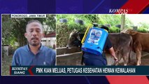 Wabah PMK di Ponorogo Meluas, Petugas Kesehatan Hewan Akui Kewalahan
