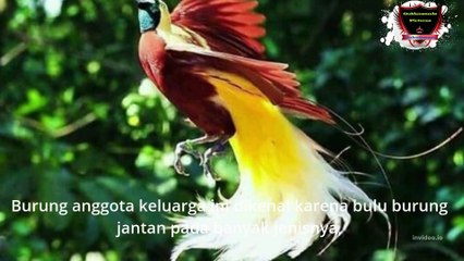 indonesian beauty birds