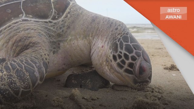 Hari Penyu Sedunia | Kematian 41 penyu di Terengganu masih jadi tanda tanya
